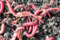 Tiger Worms
